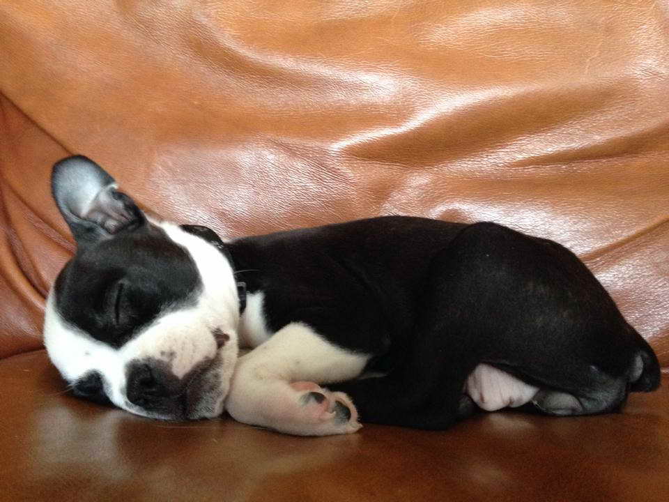 Boston Terrier Puppies Pittsburgh