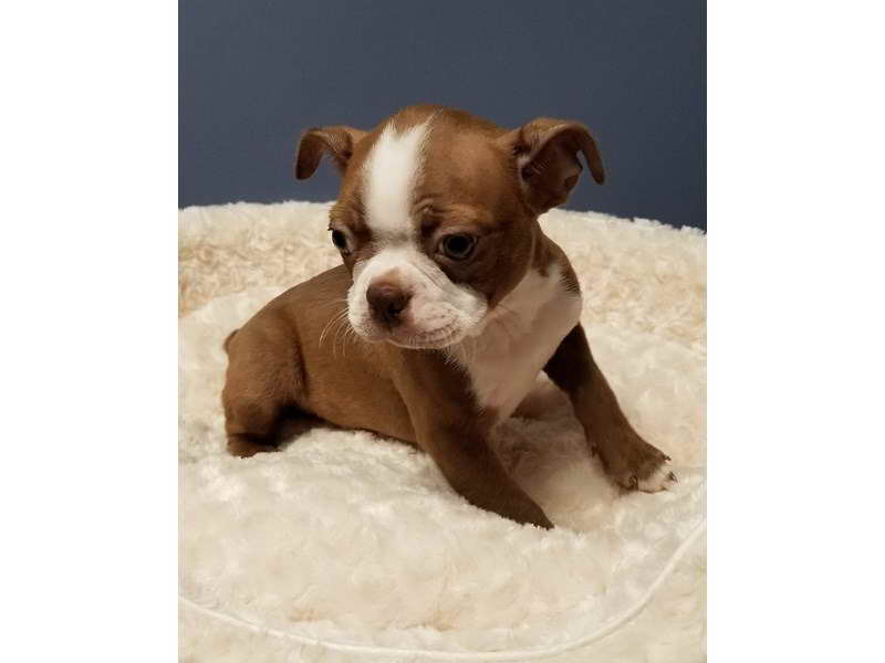 boston terrier for sale craigslist