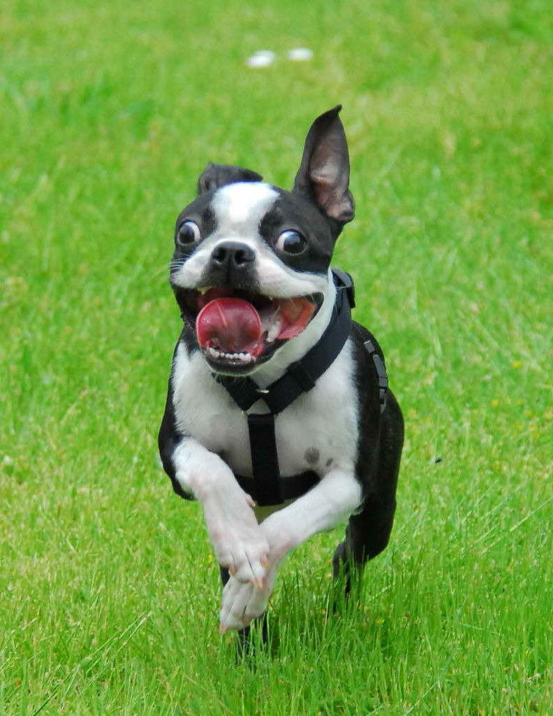 Boston Terrier Puppies Seattle