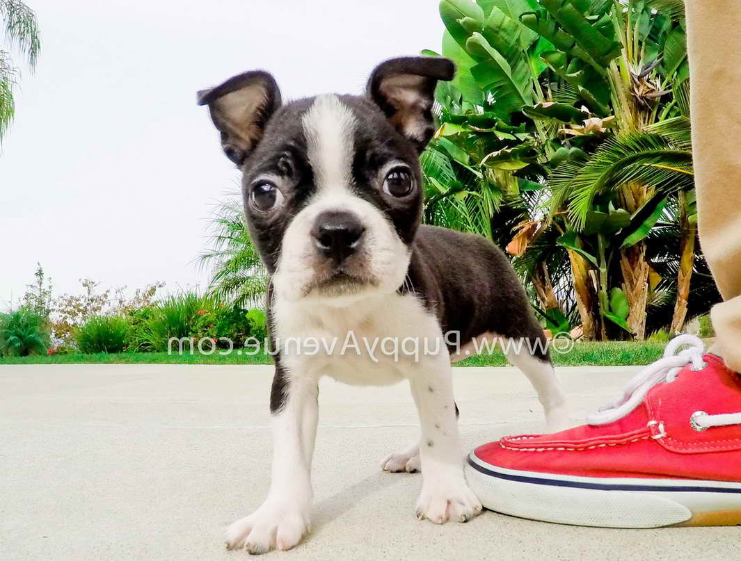 Boston Terrier Puppies Southern California