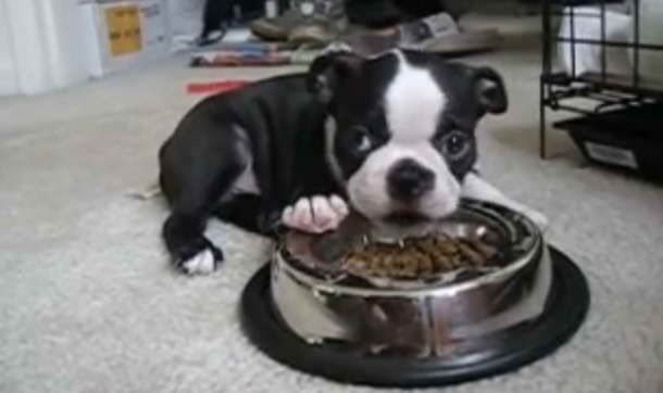 Boston Terrier Puppy Food