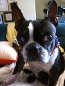 Boston Terrier Puppy Price Range