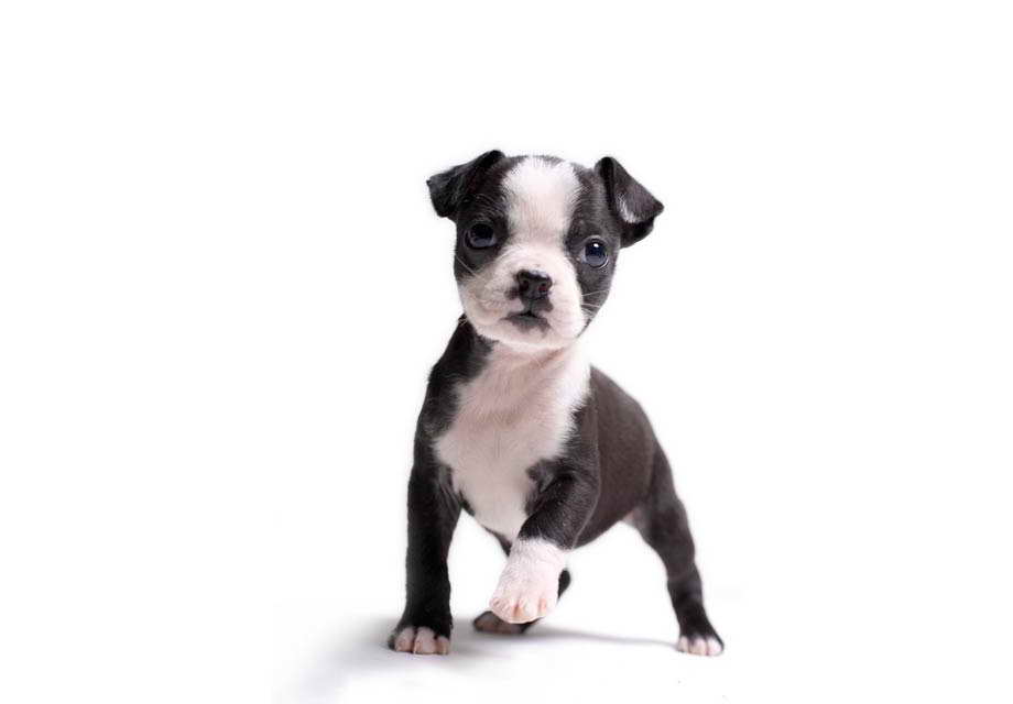 Boston Terrier Puppy