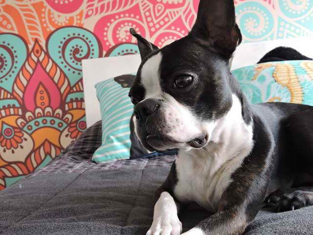Boston Terrier Rescue Austin Texas | PETSIDI