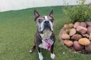 Boston Terrier Rescue Las Vegas