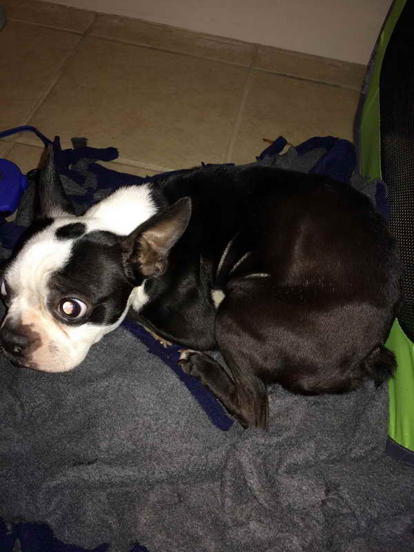 Boston Terrier Rescue Nh