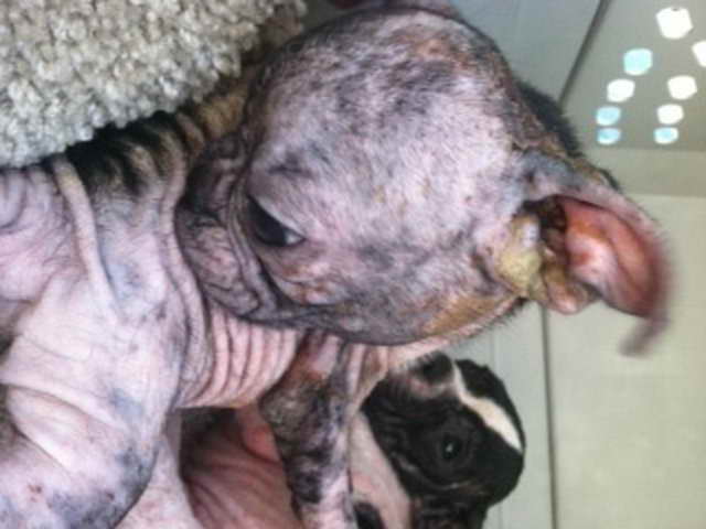 Boston Terrier Rescue Of East Tennessee
