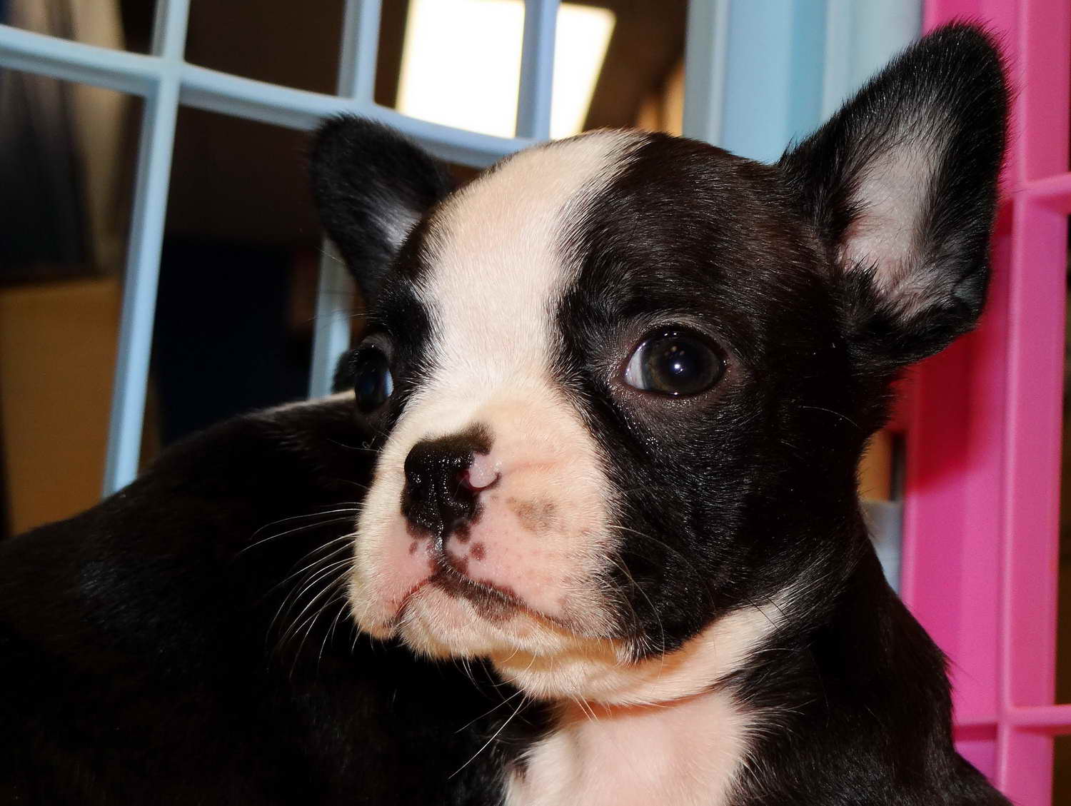 Boston Terrier Sc