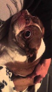 Boston Terrier Seizures