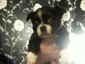 Boston Terrier Shih Tzu Mix Puppies For Sale