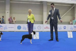 Boston Terrier Show Dog