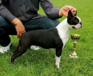 Boston Terrier Show Dogs