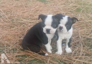 Boston Terrier Spokane