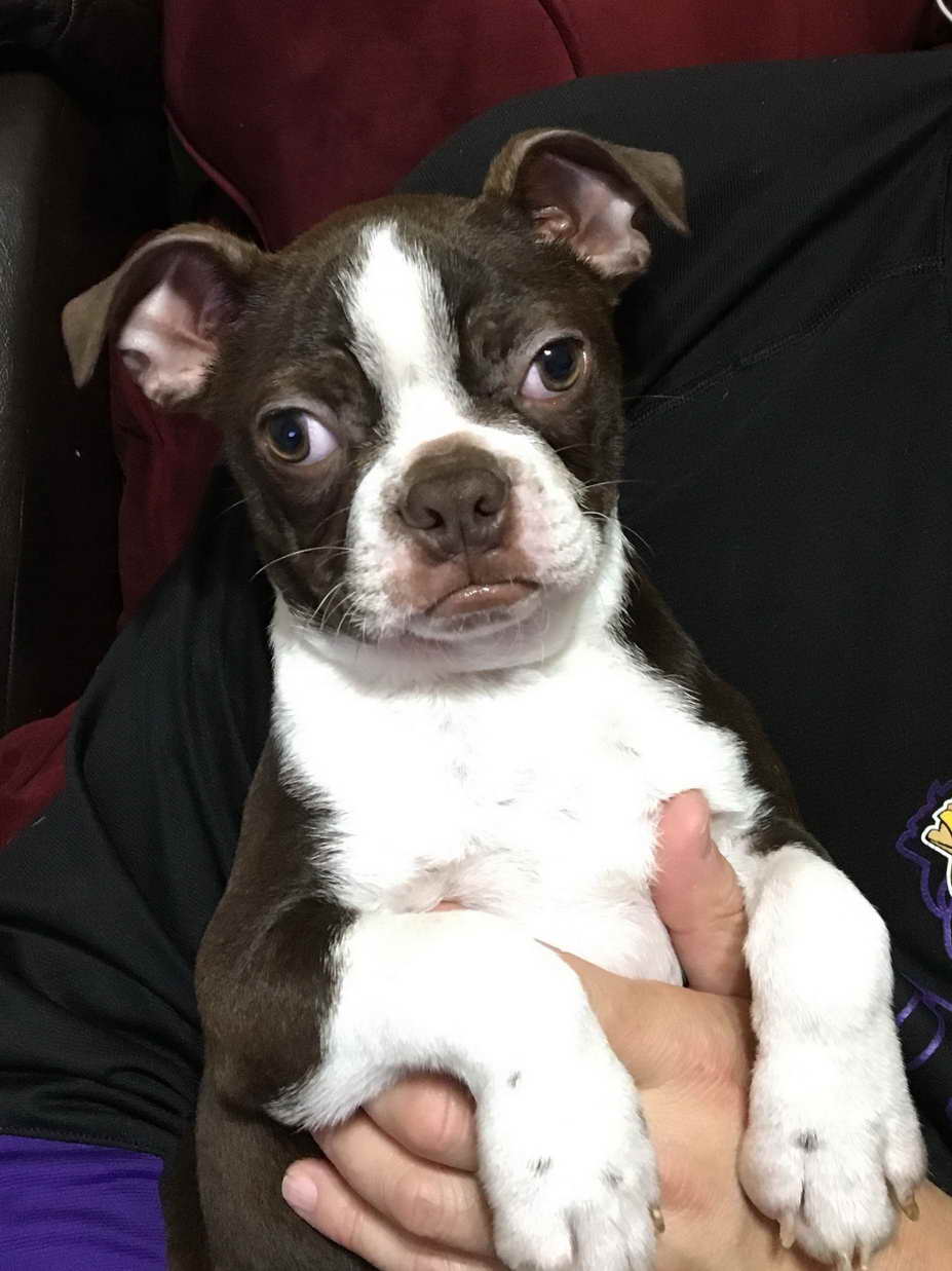 Boston Terrier St Louis