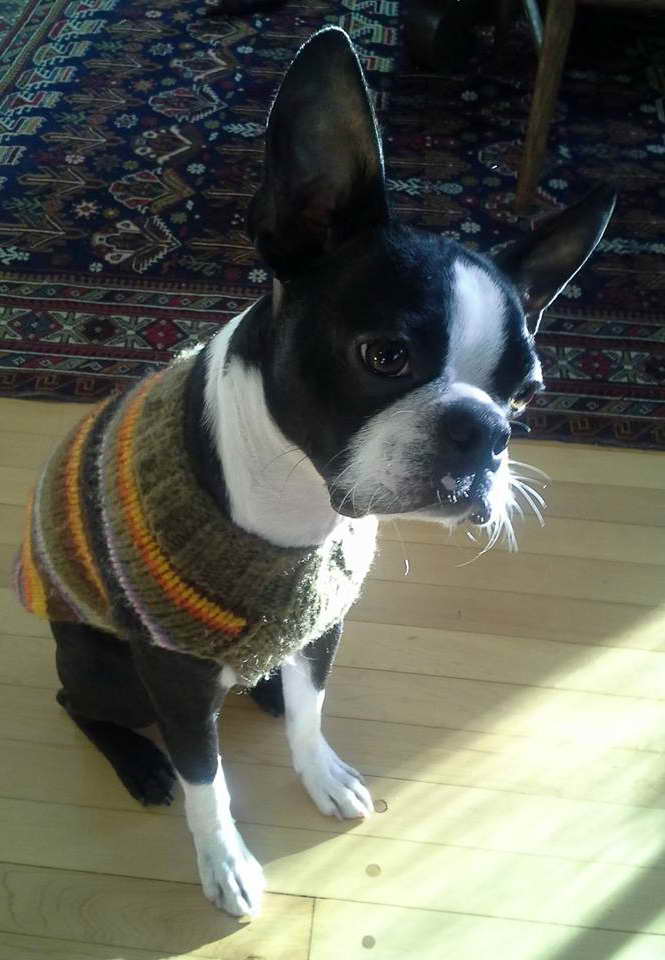 Boston Terrier Sweater