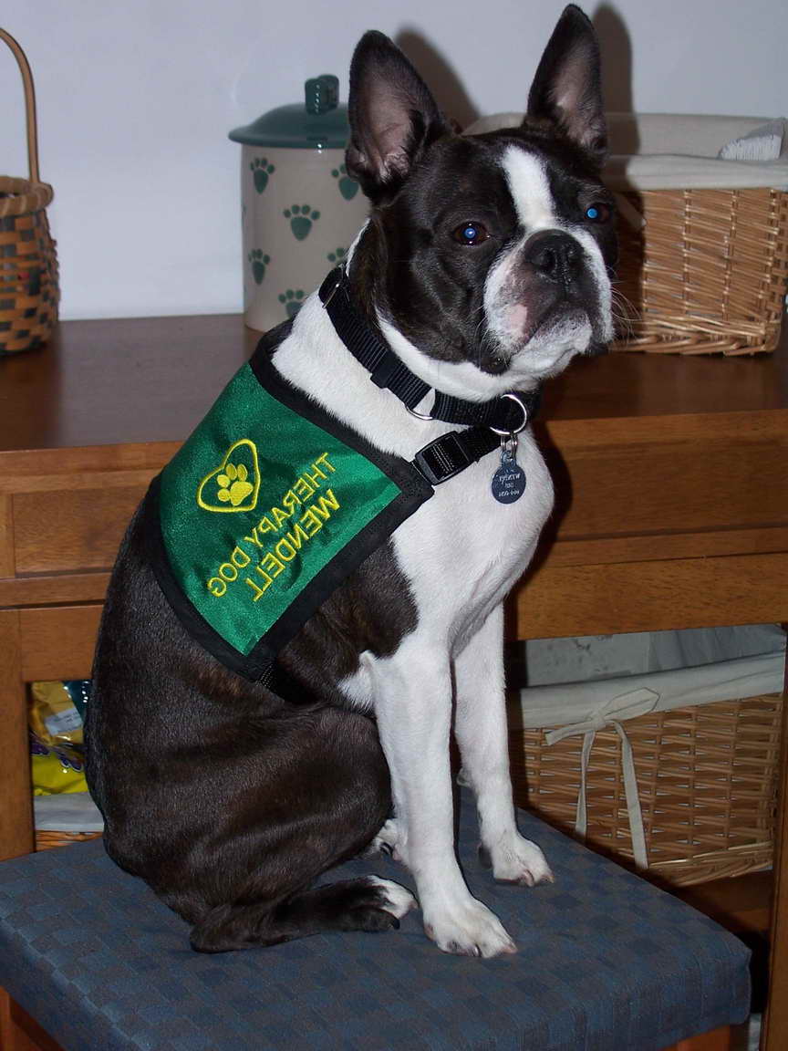 Boston Terrier Therapy Dog
