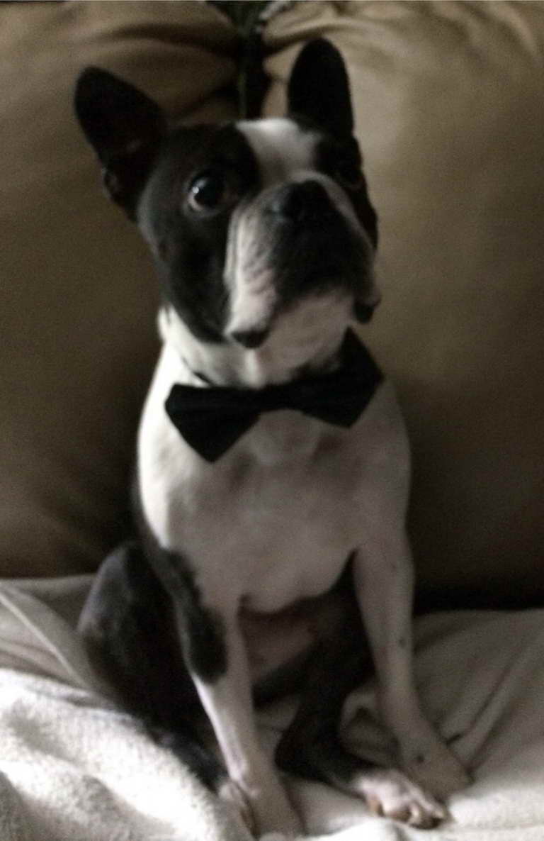 Boston Terrier Tie