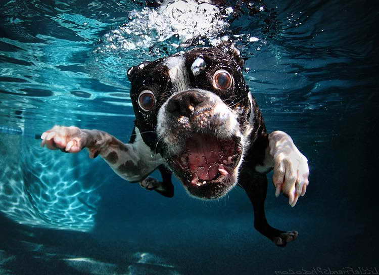 Boston Terrier Underwater