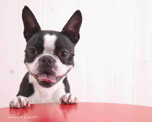 Boston Terrier Wall Paper