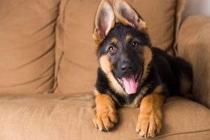 Boxer And German Shepherd Puppies