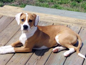 Boxer Beagle Mix For Sale