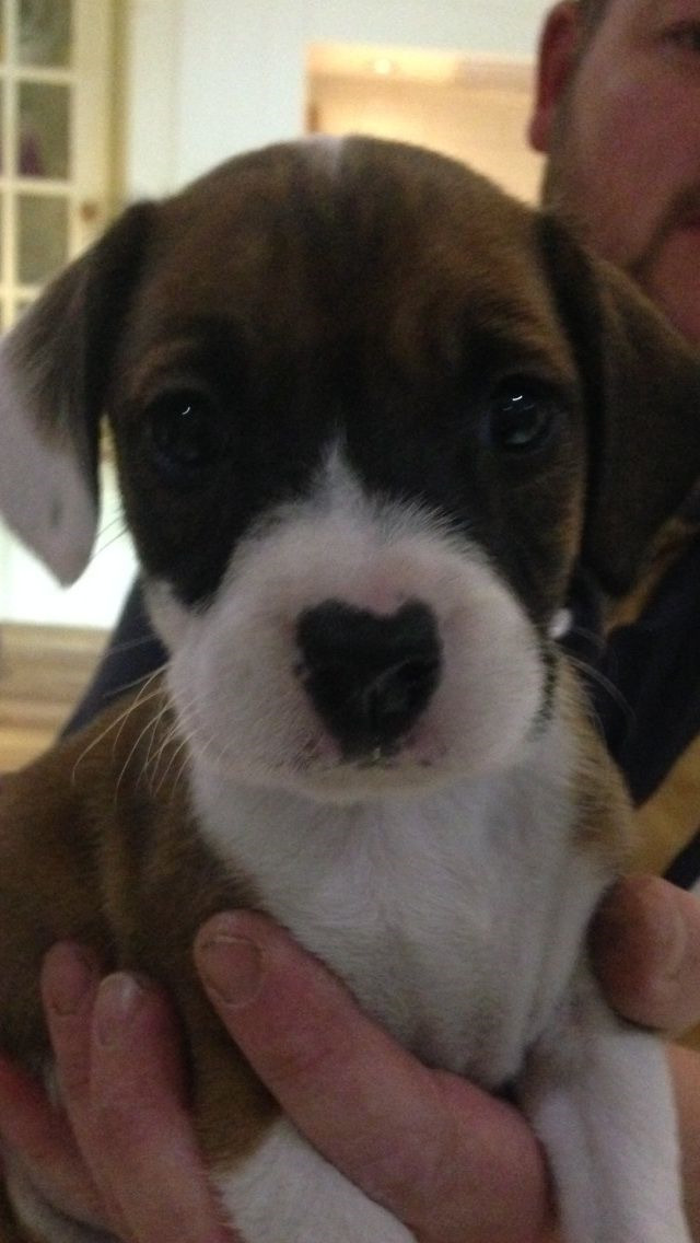 Boxer Beagle Puppies For Sale