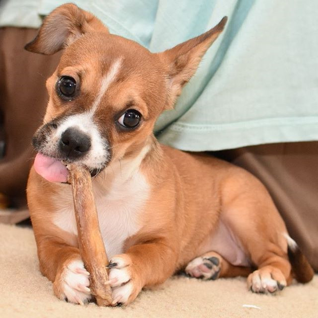 Boxer Chihuahua Mix Puppies For Sale PETSIDI