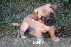 Boxer German Shepherd Mix For Sale