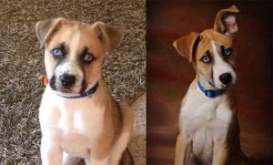 Boxer Husky Mix Puppies