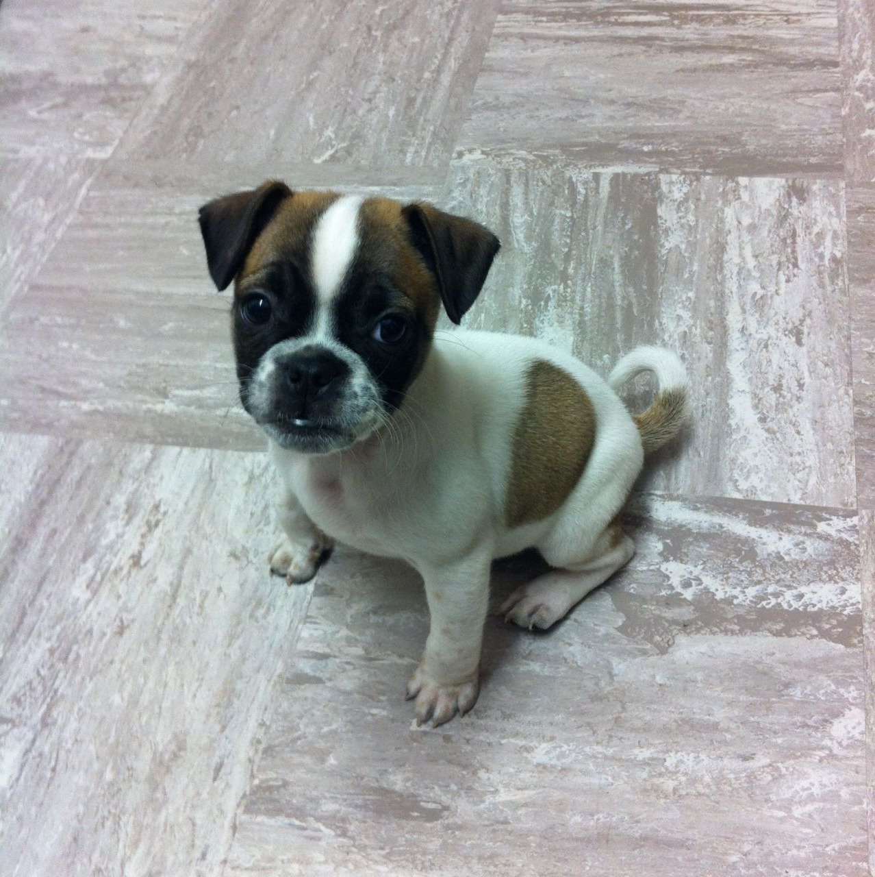 Boxer Pug Mix Puppies For Sale