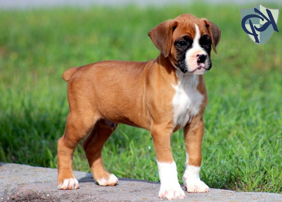 Boxer Rottweiler Mix Puppies
