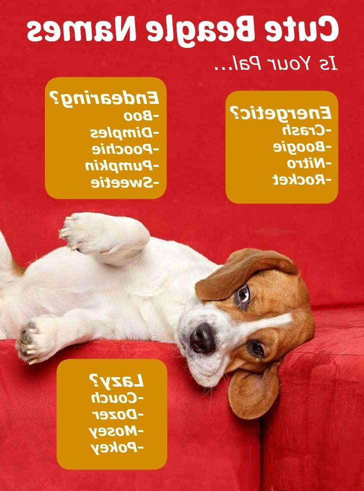 cool beagle names