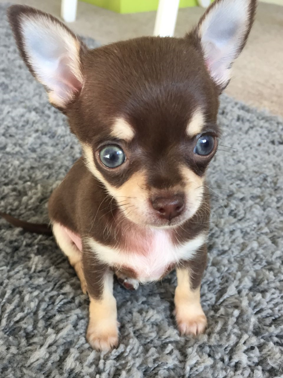 Boy Chihuahua