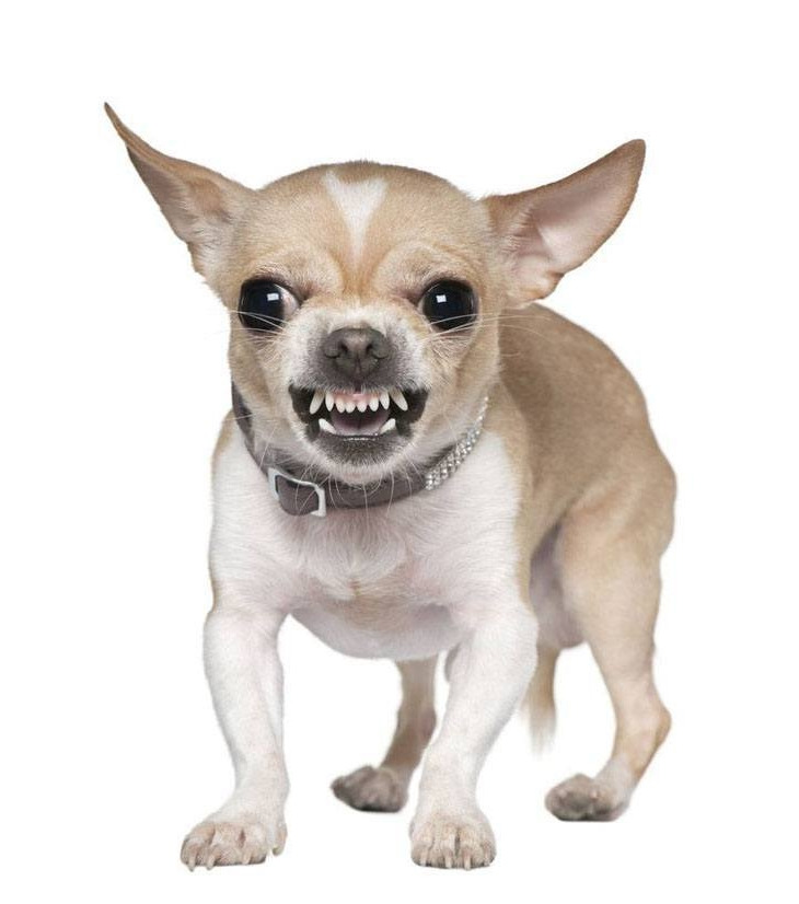 Boy Dog Names Chihuahua PETSIDI