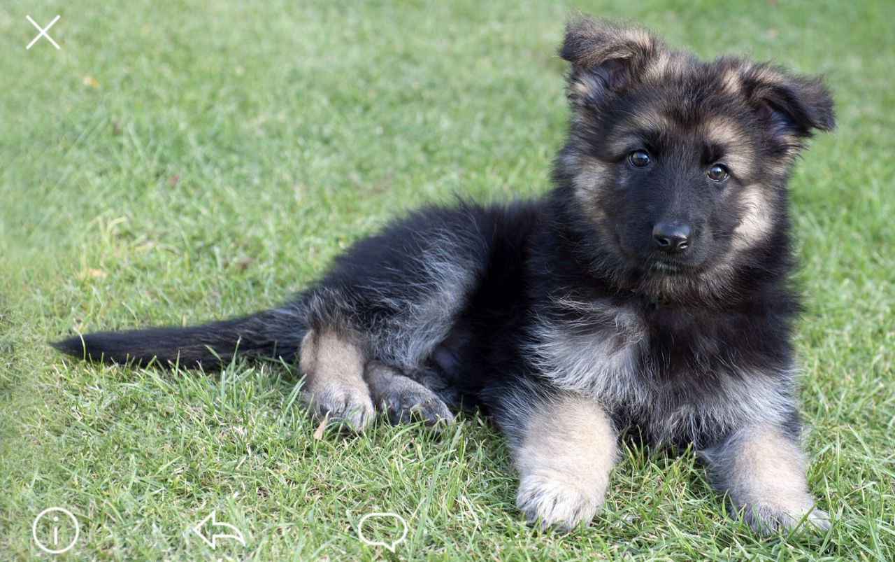 Boy German Shepherd Puppies For Sale