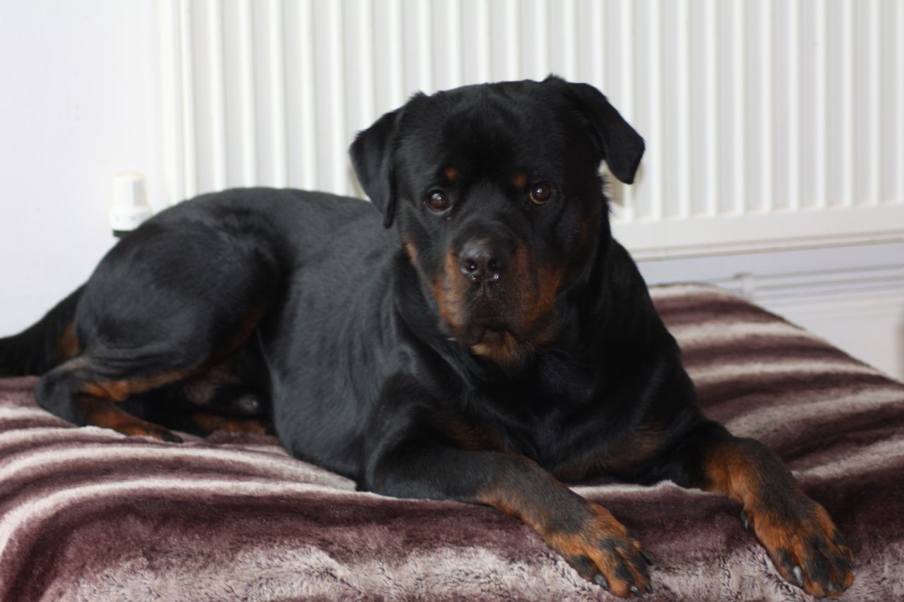 Boy Rottweiler Puppies For Sale