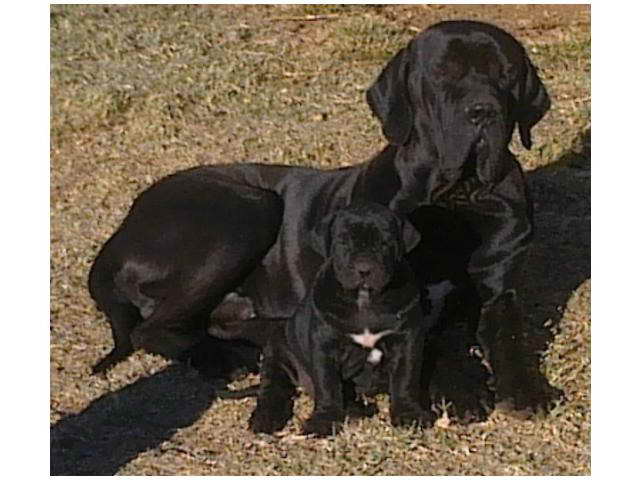 Brazilian Mastiff Puppies For Sale