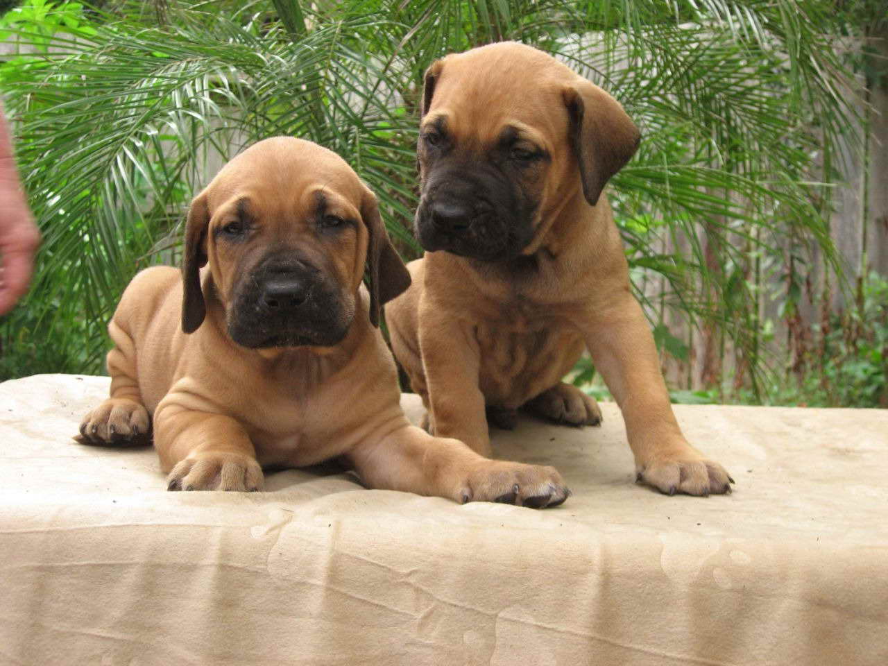 Brazilian Mastiff Puppies
