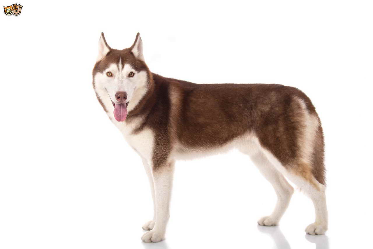 Breed Husky