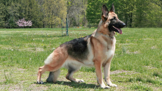 Breed Of German Shepherd