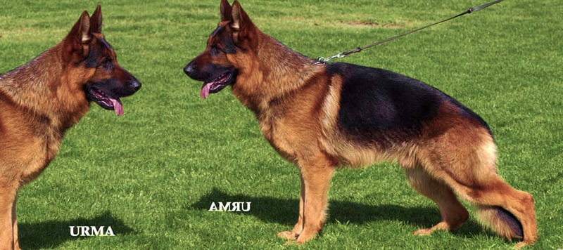 Breeder German Shepherd