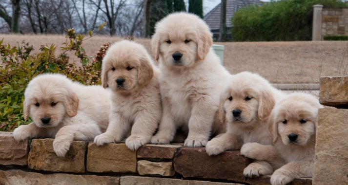 Breeder Golden Retriever