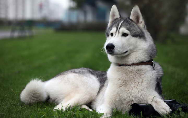 Breeding Husky Dogs