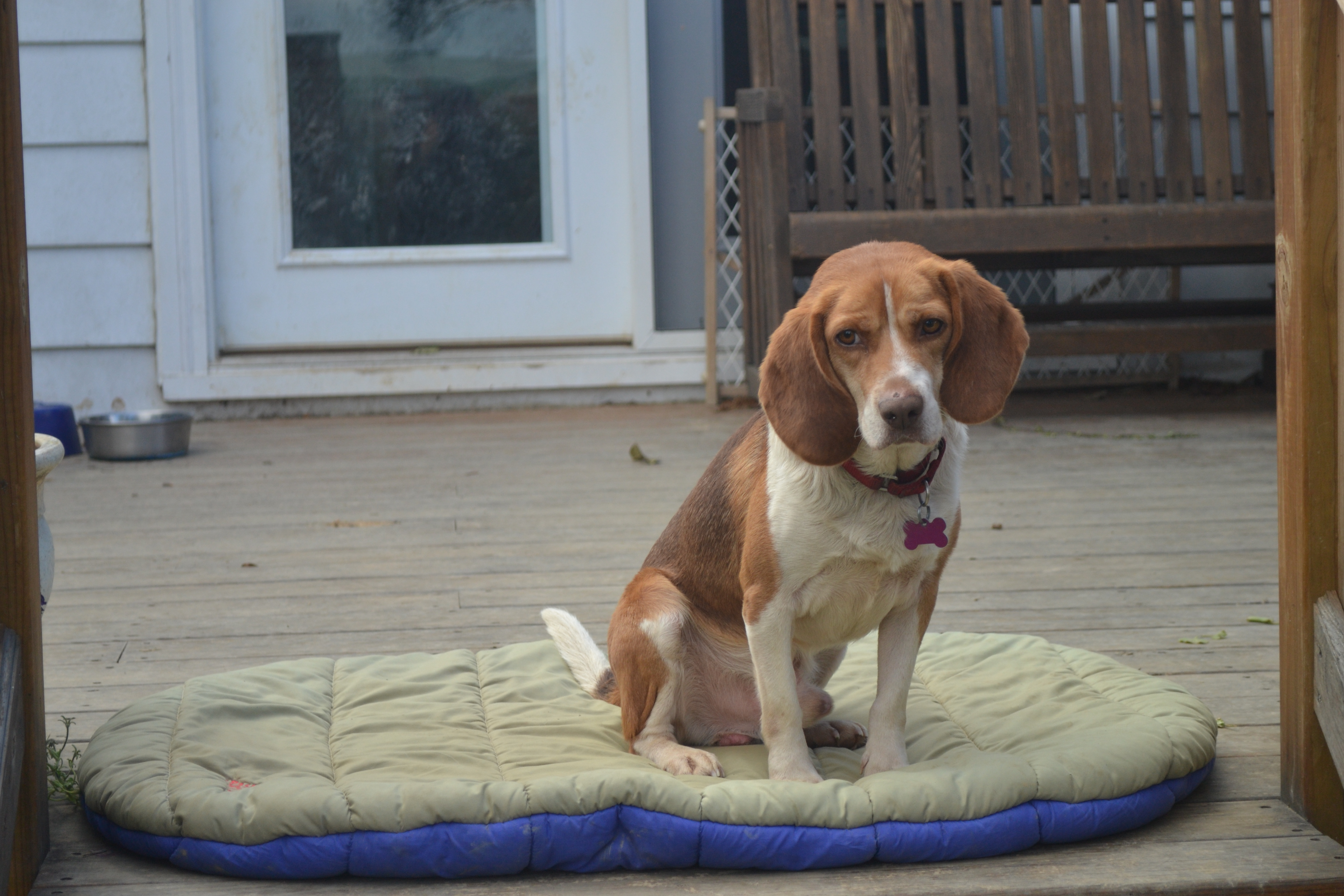 Brew Beagle