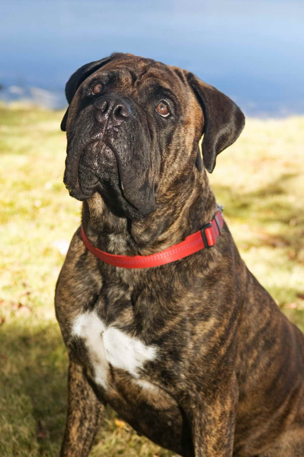 Brindel Bull Mastiff