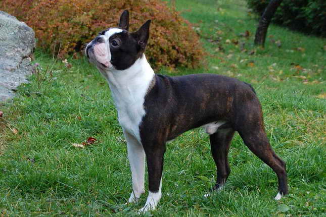 Brindle Boston Terrier Puppies For Sale | PETSIDI