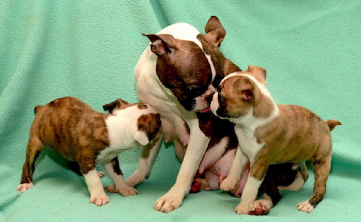 Brindle Boston Terrier Puppies