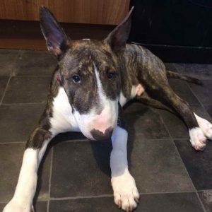 Brindle Bull Terrier For Sale