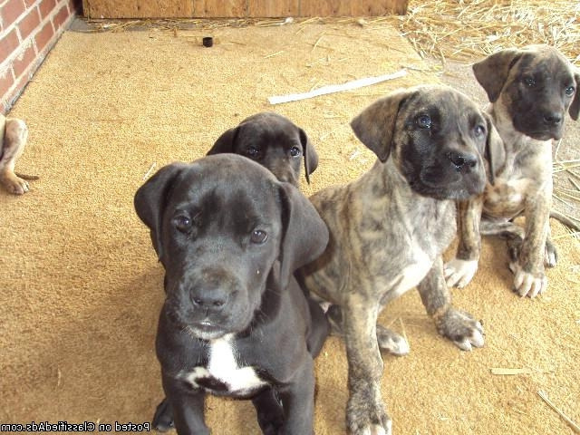Brindle Great Dane Puppies For Sale