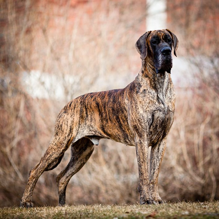 Brindle Great Dane